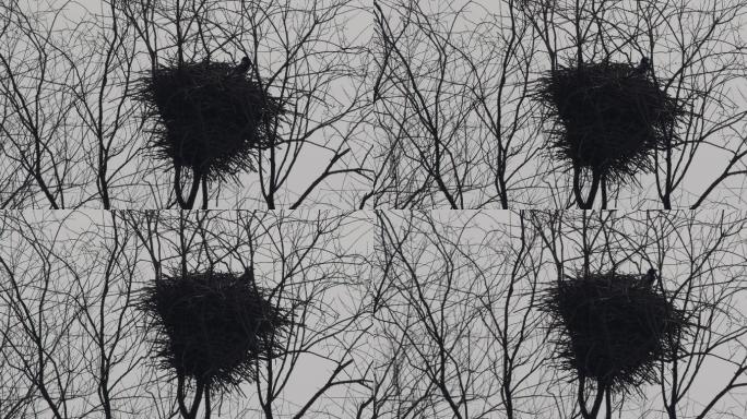 初春树枝上的鸟窝和鸟02