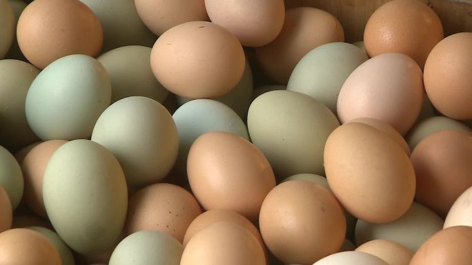 鸡蛋绿壳蛋粉壳蛋