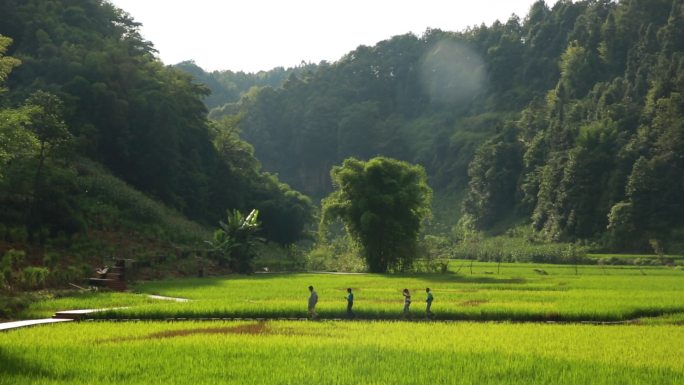 山村 田野