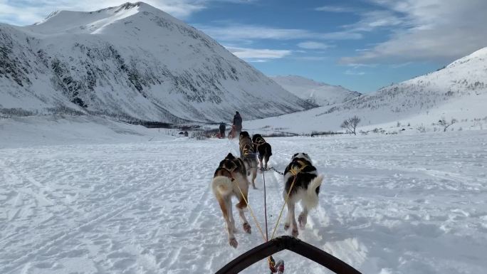 挪威的狗拉雪橇阿拉斯加雪橇犬出行方式