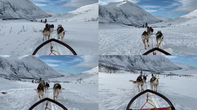 挪威的狗拉雪橇阿拉斯加雪橇犬出行方式