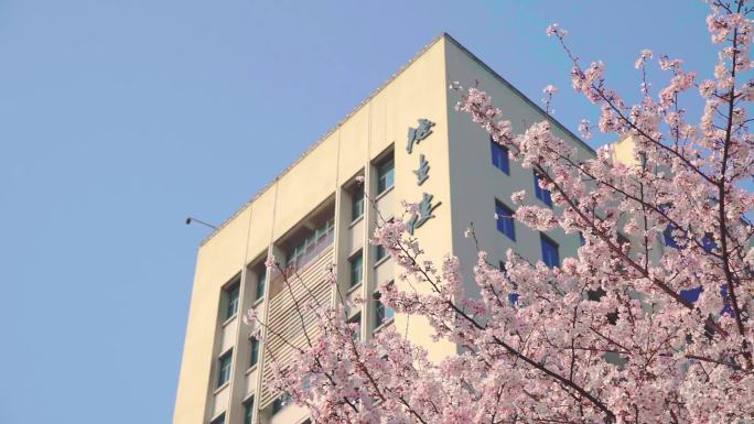 武汉理工大学德生楼春天的樱花