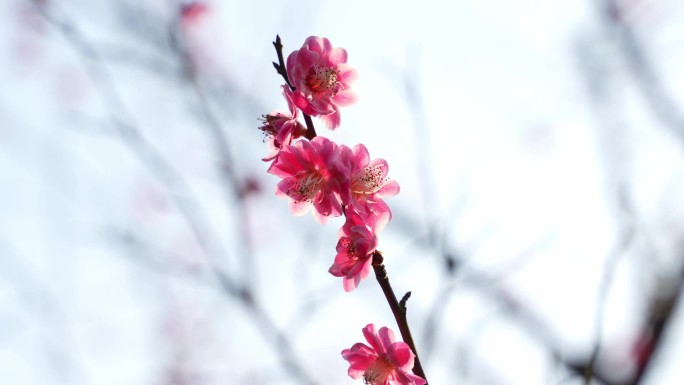 杭州樱花花开花瓣浪漫爱情春天日本樱花