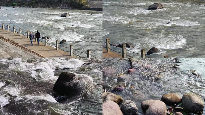 河流流水水滩激流波光粼粼