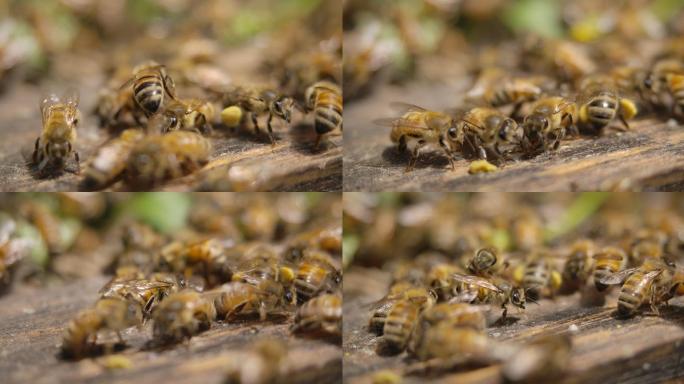 实拍蜜蜂微距视频素材