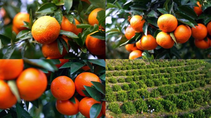 橙子柑橘生态农业
