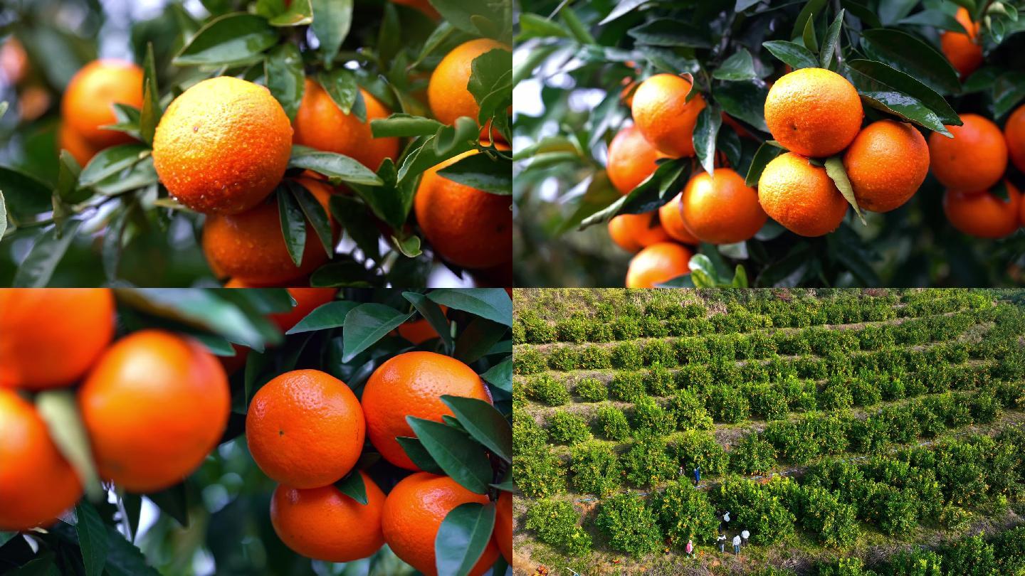 橙子柑橘生态农业