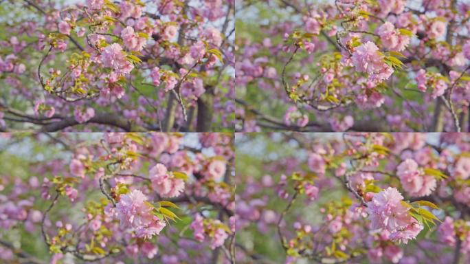 春天的樱花八重樱特写