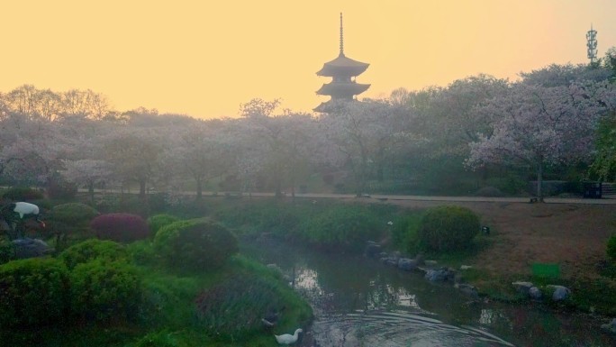 春天武汉东湖樱园日出水上晨雾