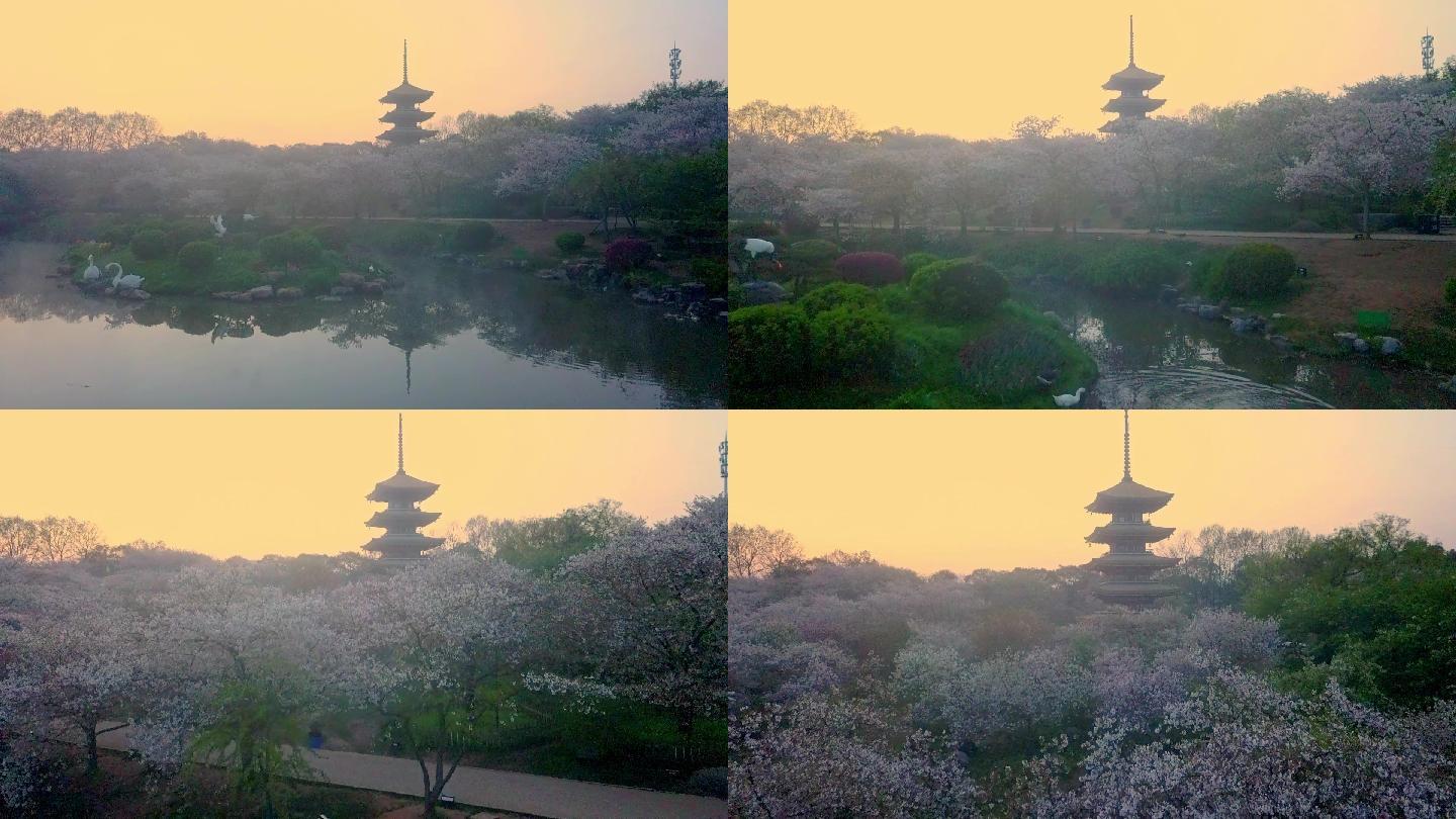 春天武汉东湖樱园日出水上晨雾