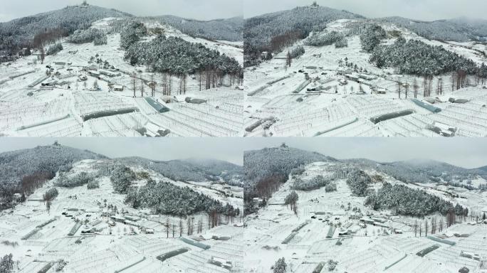 盘前村高山蔬菜基地冬季雪景风光4K航拍