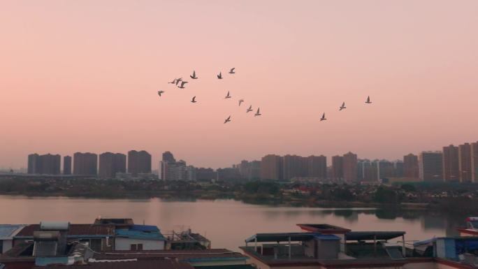 夕阳落日鸽子在民房上空飞翔4倍慢动作素材
