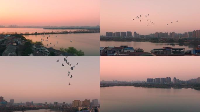 夕阳落日鸽子在民房上空飞翔4倍慢动作素材
