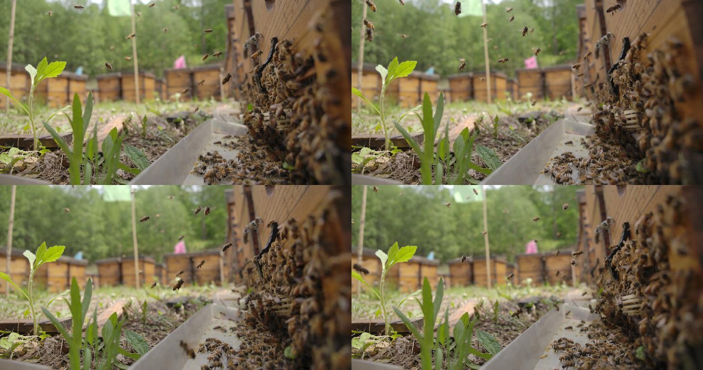实拍蜜蜂蜂箱视频素材