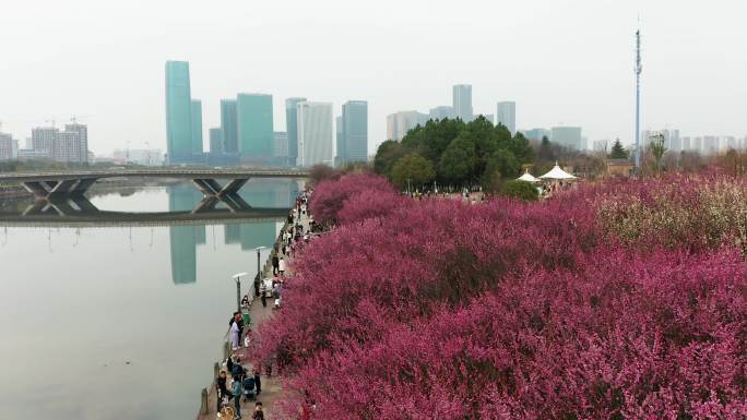 浙中生态廊道义乌江滨绿廊踏春赏梅风光