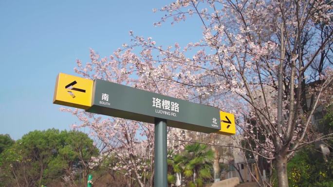 武汉理工大学珞樱路樱花