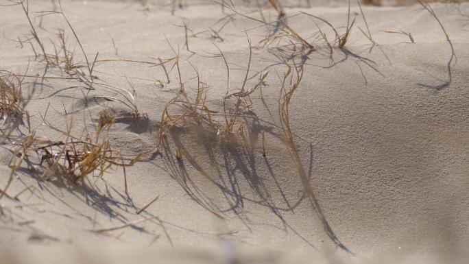 海边沙滩上的枯草