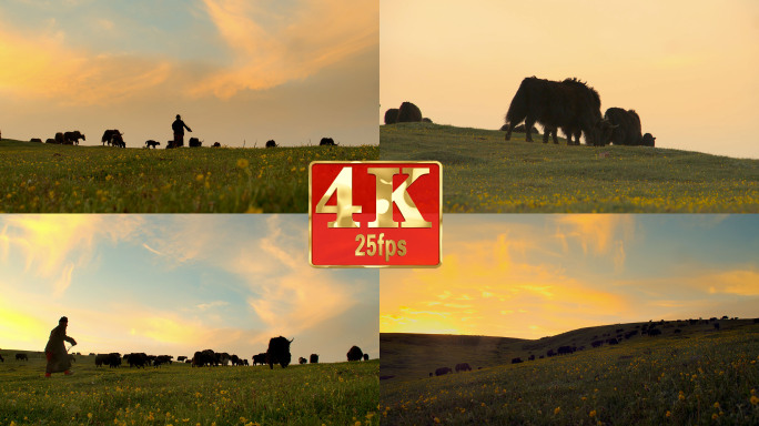 【4k】牦牛和牧民