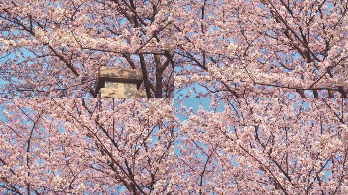 武汉理工大学春天蓝天下满树的樱花绽放