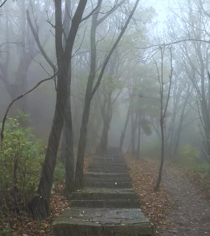 森林绿树成荫 登山径拾阶而上突然大雨