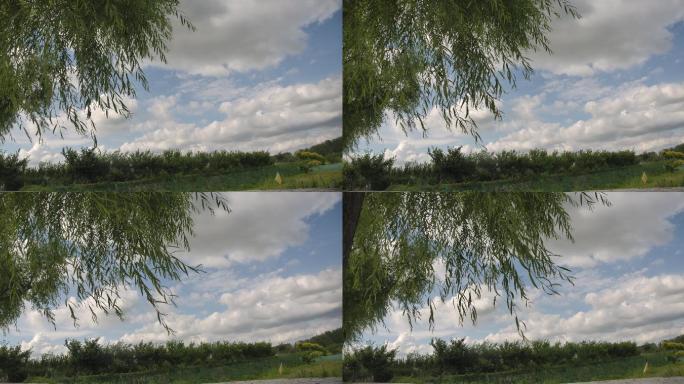 实拍柳树蓝天白云视频素材