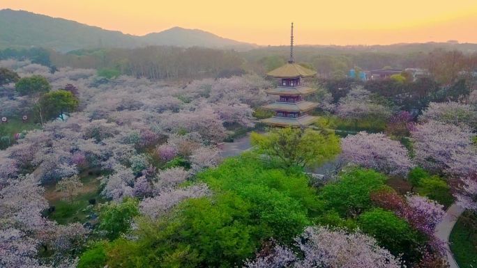 武汉东湖樱花园春天五重塔日出朝霞航拍