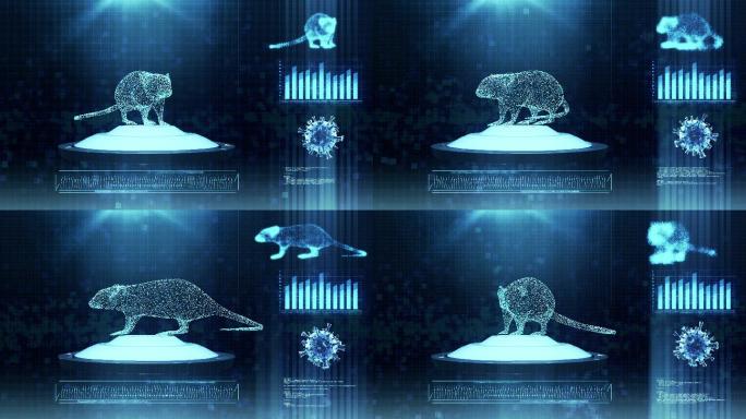 实验室小鼠分析动画