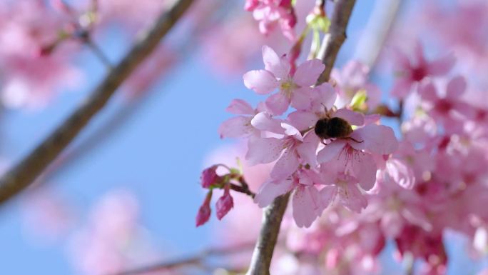 蜜蜂采蜜升格镜头慢镜头