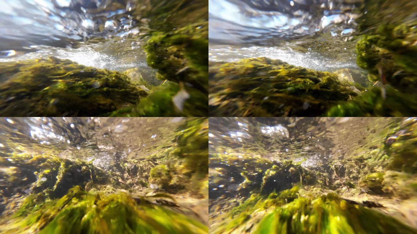 溪流中的水藻