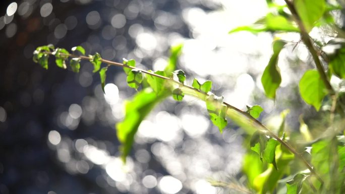 波光粼粼的湖边花草