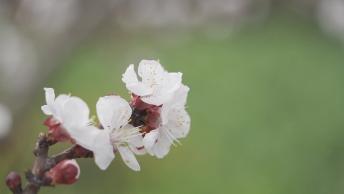 春天来了杏花开了蜜蜂