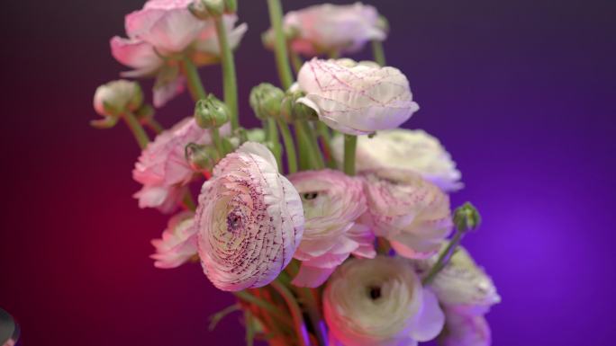室内插花盆景花瓶花朵绽放实拍素材