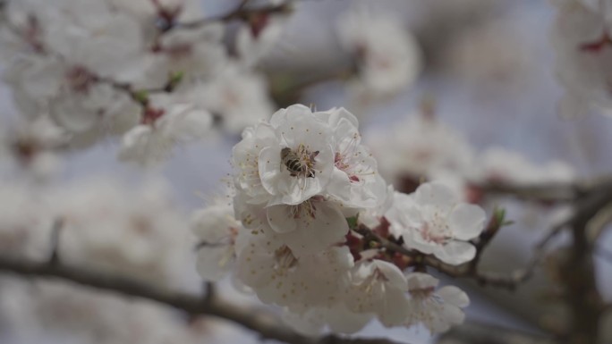 春天来了杏花开了春暖花开蜜蜂