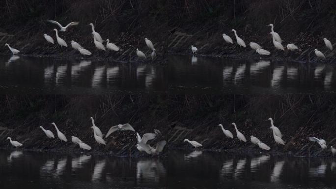 傍晚池塘边白鹭群过夜点