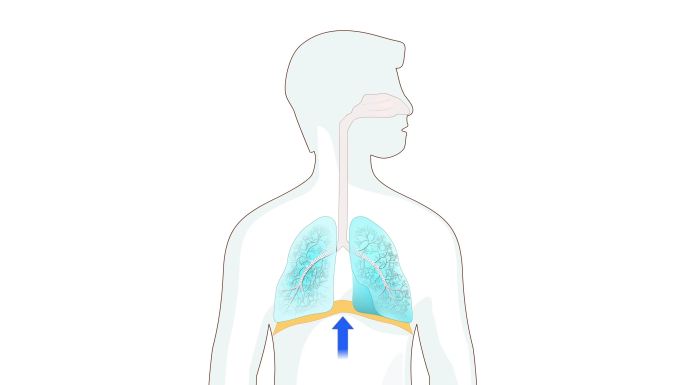 隔膜在呼吸中起作用。人肺