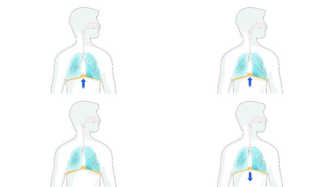 隔膜在呼吸中起作用。人肺