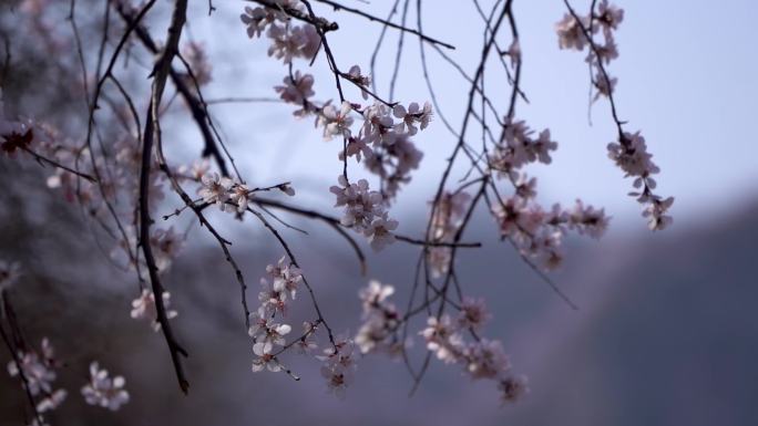 三月桃花花季B