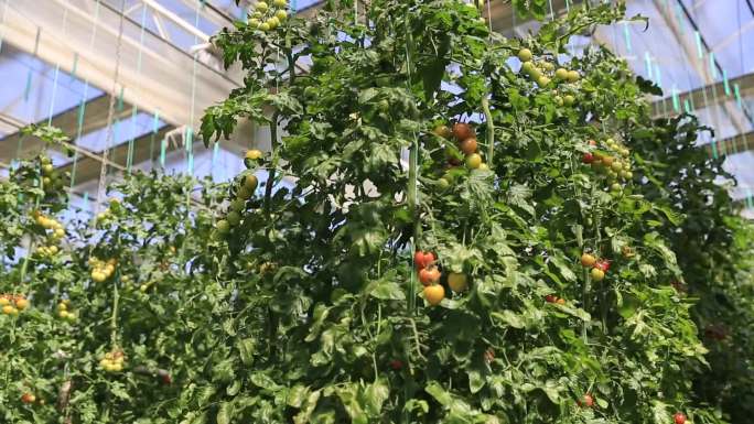玻璃温室 番茄种植 小番茄