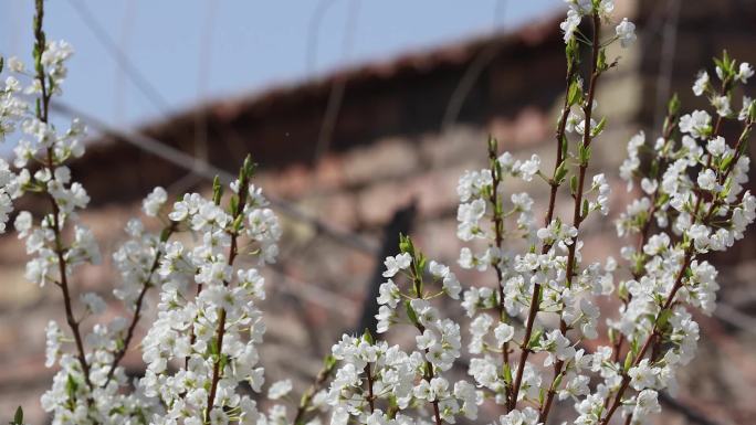 农村美景  屋檐  桃花