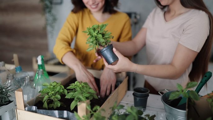 盆栽灌溉浇水园艺花圃种植