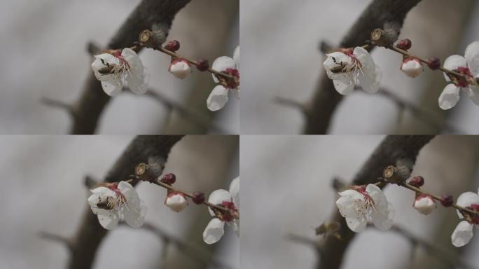 春天来了杏花开了春暖花开蜜蜂