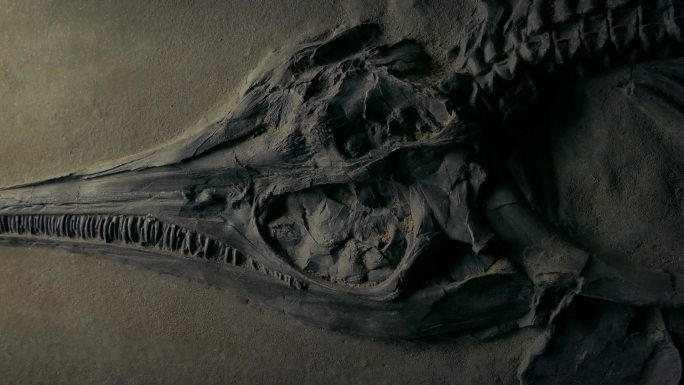 侏罗纪鱼类化石特写