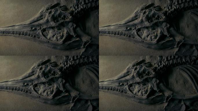 侏罗纪鱼类化石特写