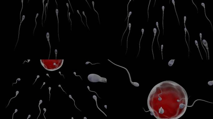 精子游向子宫中的人类卵子