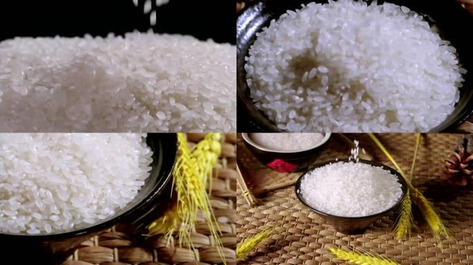 大米水稻 五常大米 农作物农业丰收米粒