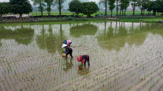 广东中山南朗崖口农民春耕插秧景象