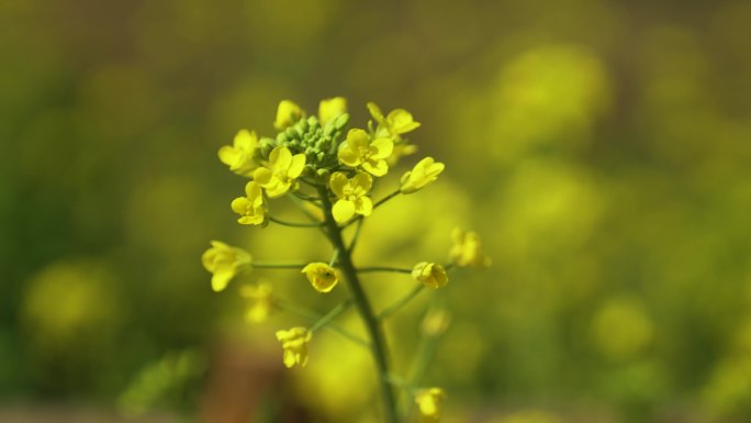 油菜花