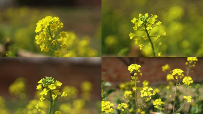 油菜花