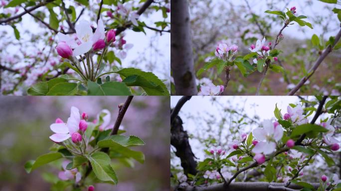 苹果树 果树 苹果花 开花 花盛开