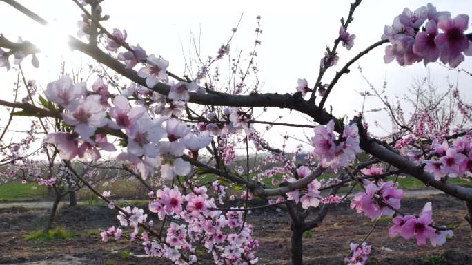 苹果树  花朵   农业 种植 果园